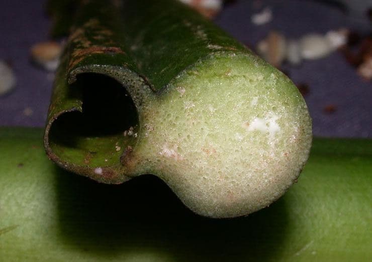 Syngonium 5