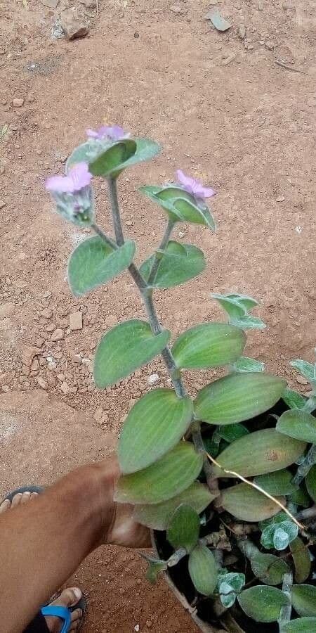 Tradescantia 21