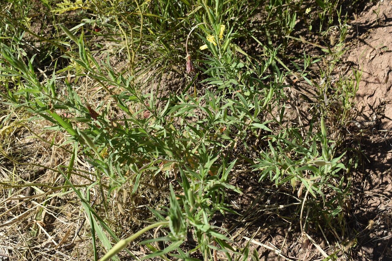 Onagre à fleurs longues 6