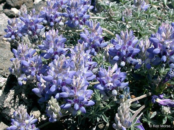 Donner See Lupine 9