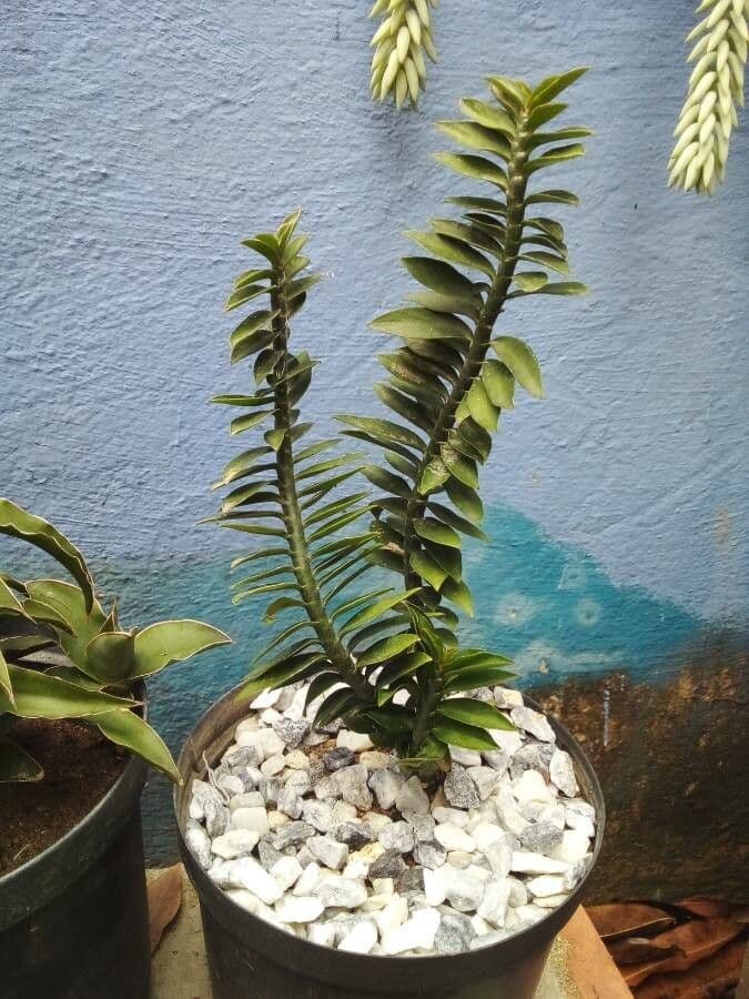 Appendicula 13