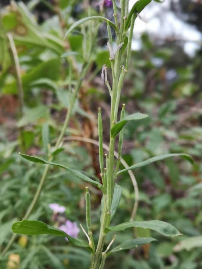 Violaciocca bicolore