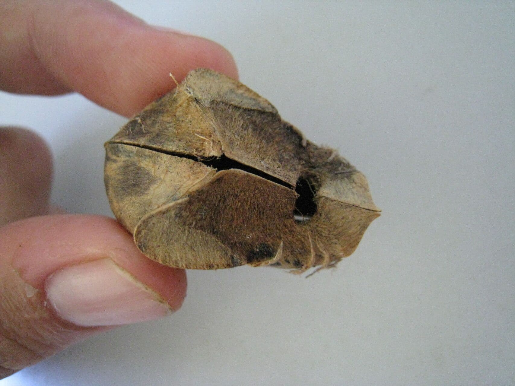 Hevea guianensis 8