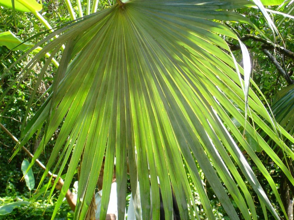 Coccothrinax 5