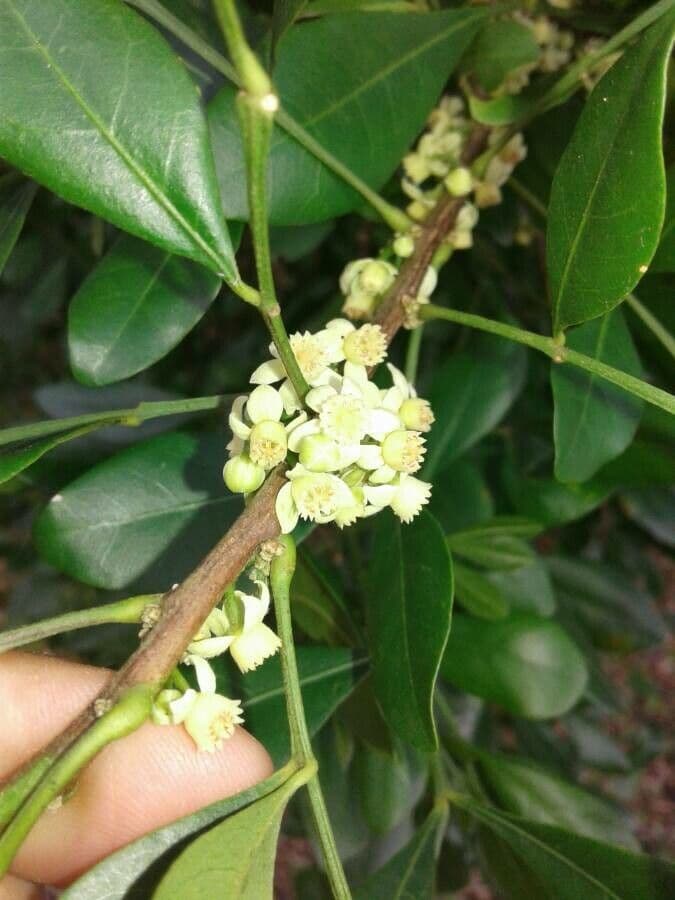 Trichilia havanensis 8