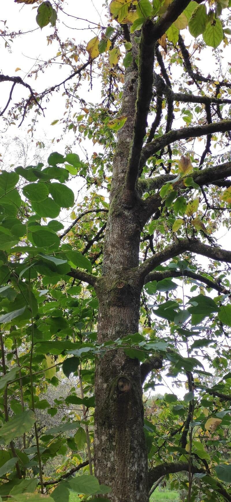 Pterostyrax 5