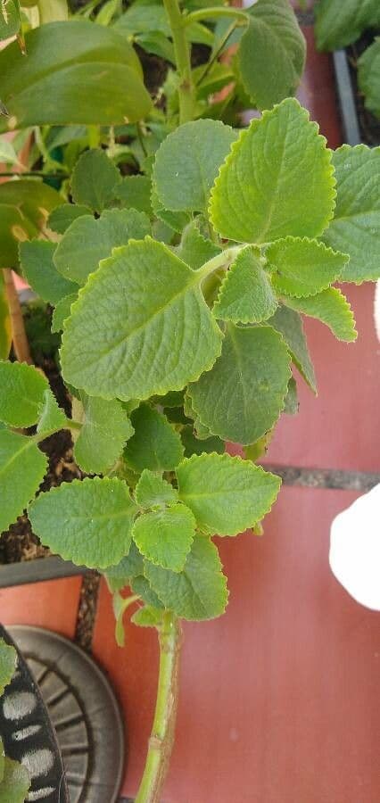 Coleus barbato 25