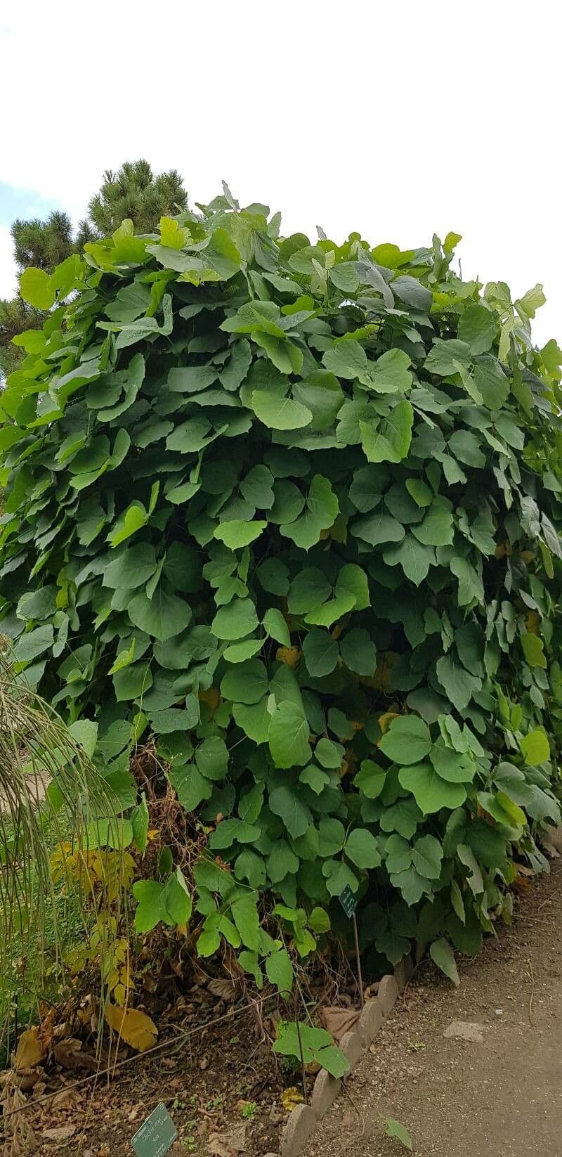 Kudzu 11
