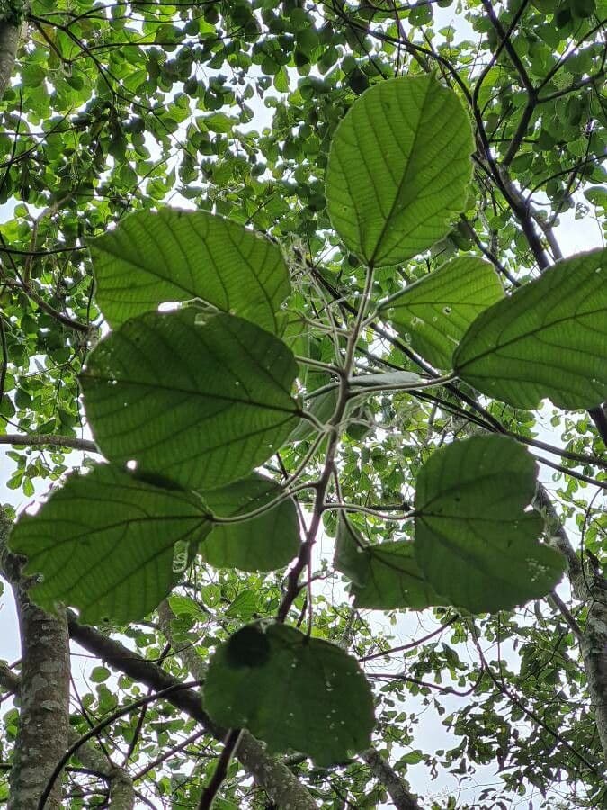 Alchornéa cuorifolia 7