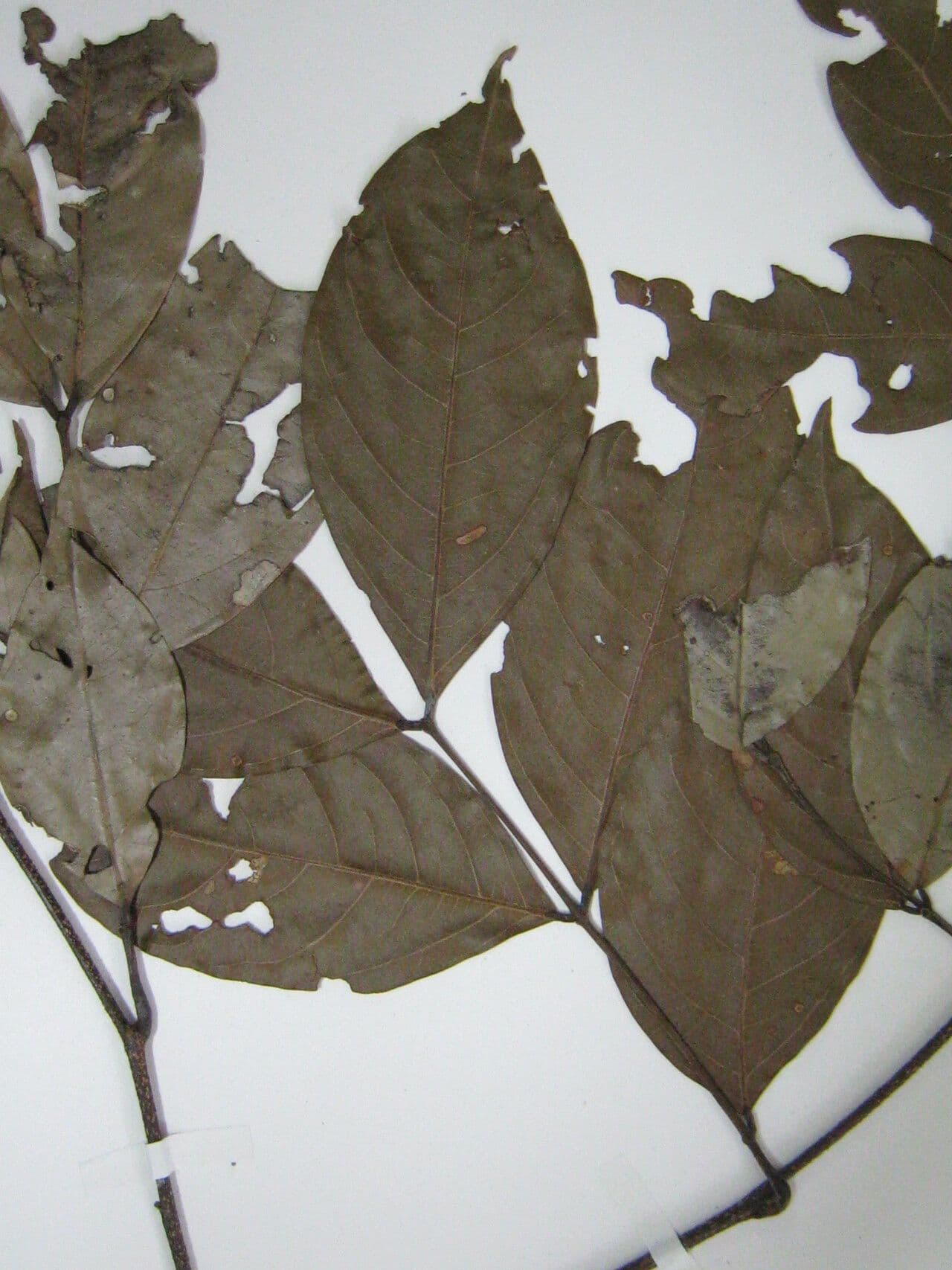 Inga 8