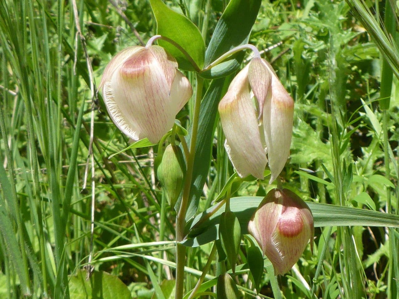 Calochortus 5