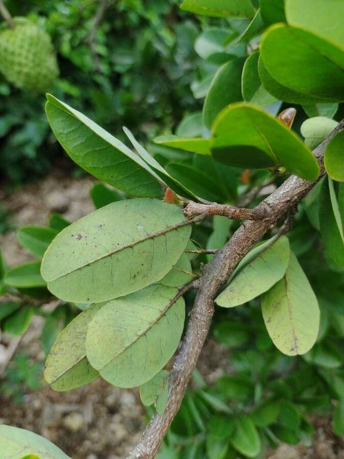 Annona 10