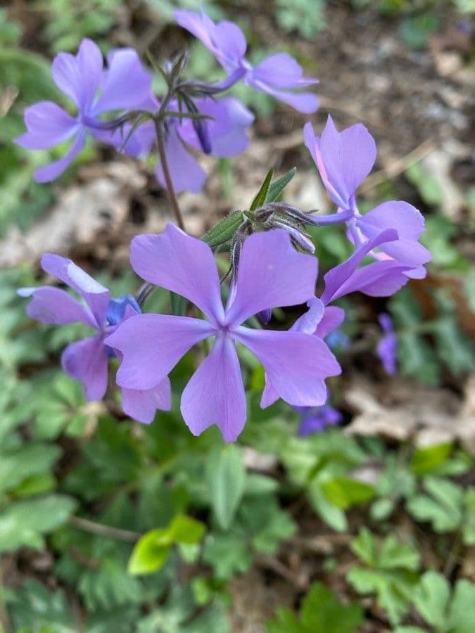 Flox divaricata 3