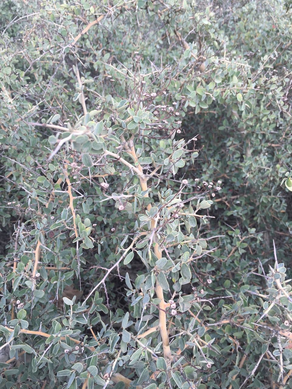 Ceanothus 7