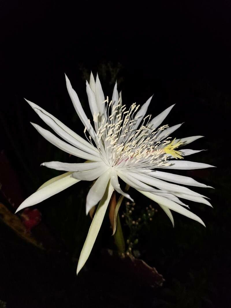 Cactus grimpant 6