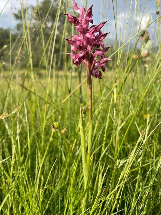Orchide cimicina 16