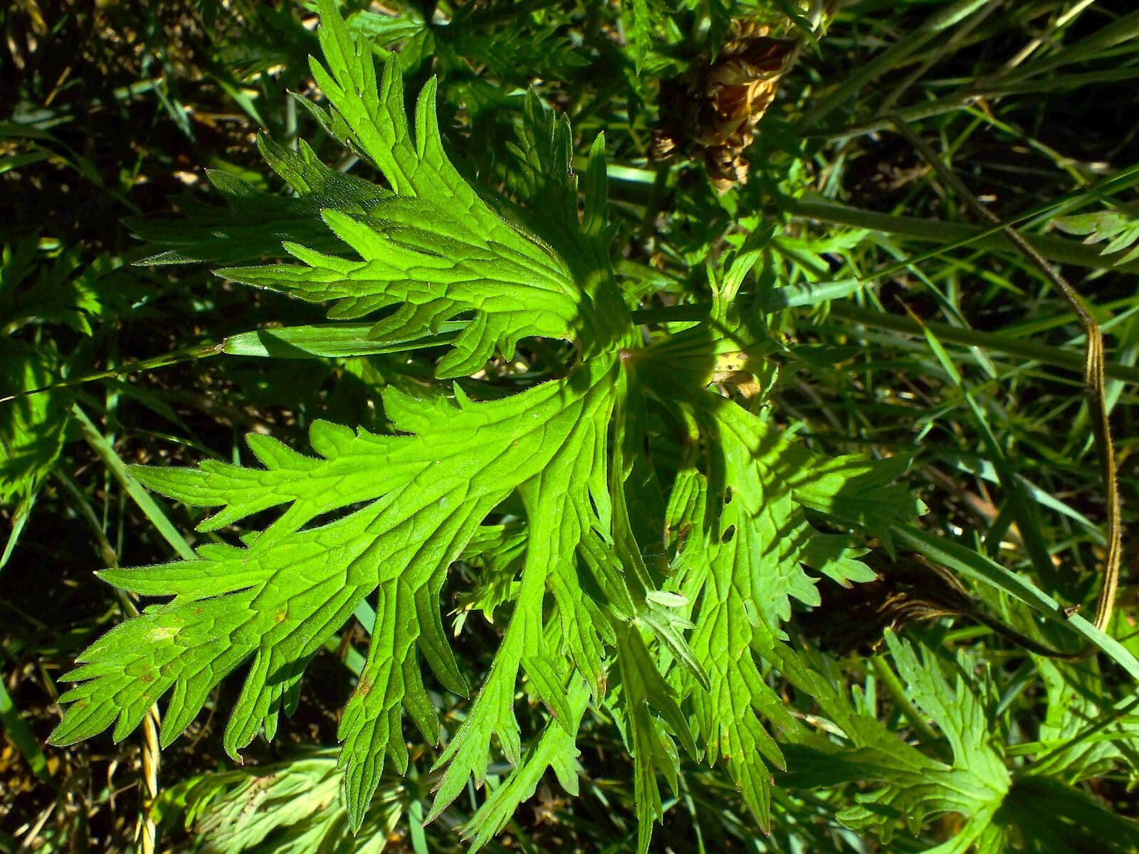 Géranium des prés 16