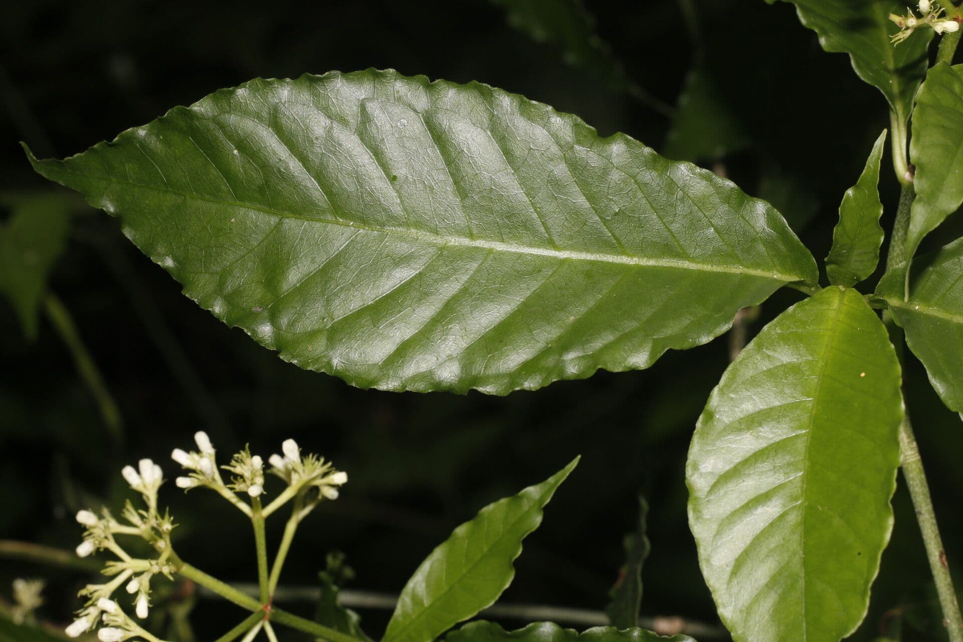 Psychotria 5