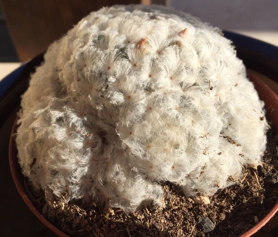 Cactus pluma 11