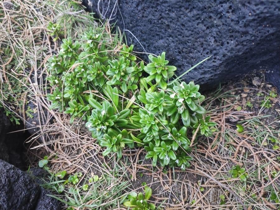 Lysimachia mauritiana 11