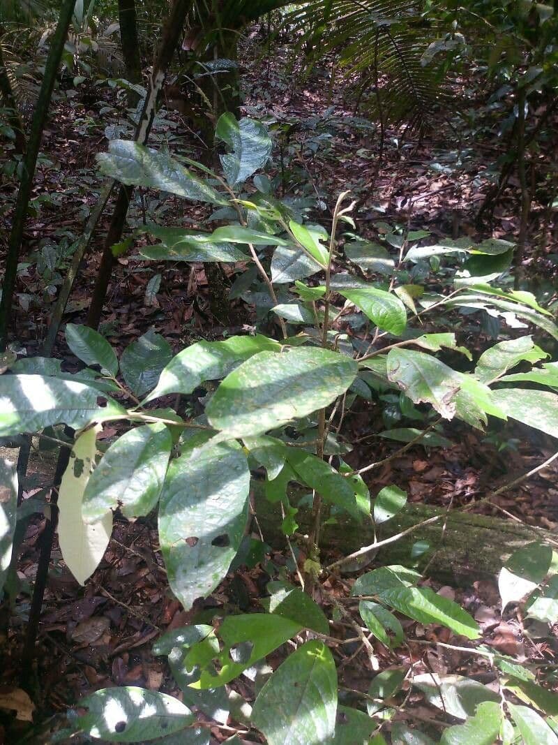 Duguetia 2