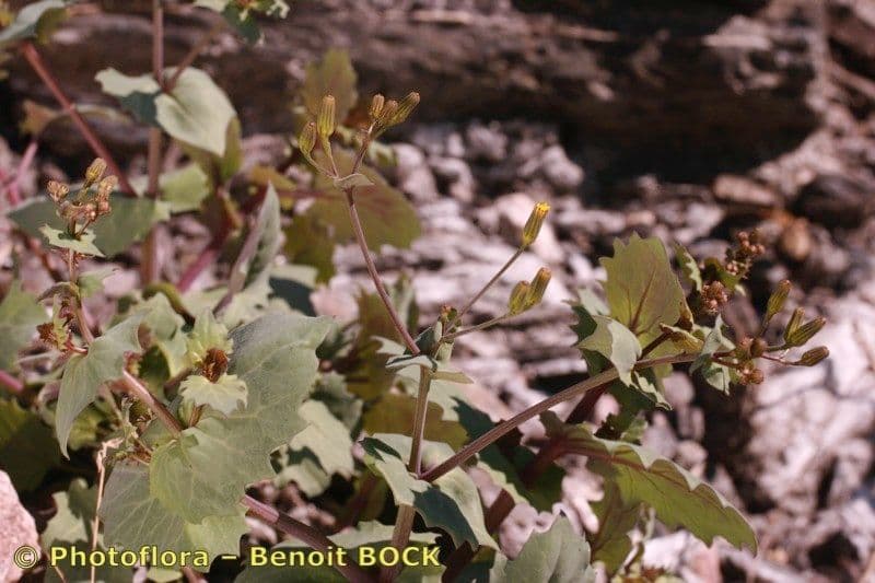 Senecio giallo 7