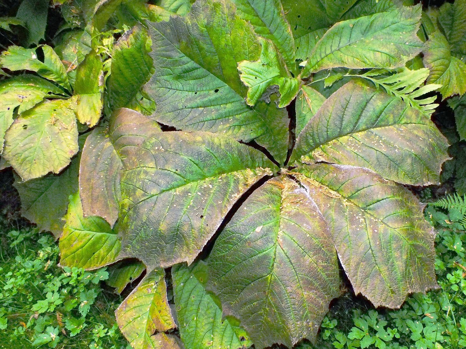 Rodgersia stopkatá 14