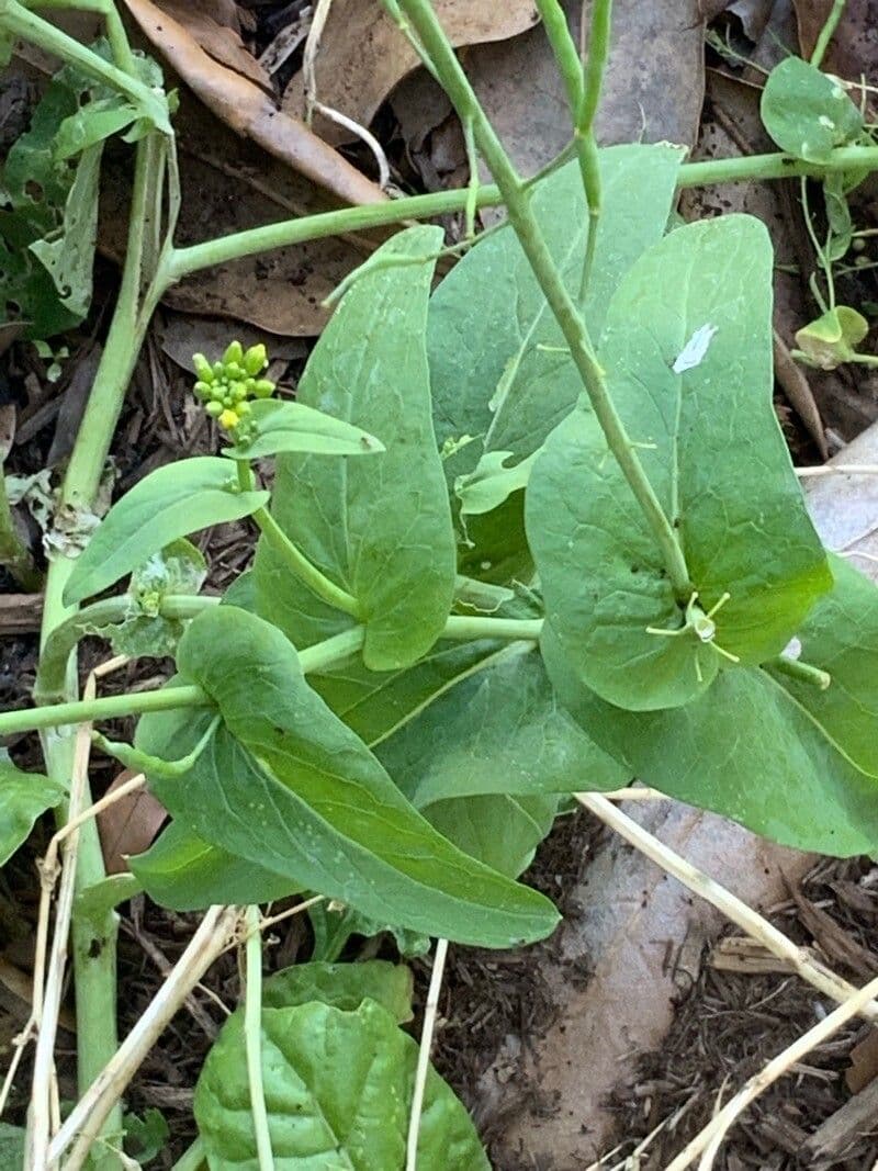 Myagrum perfoliatum 16