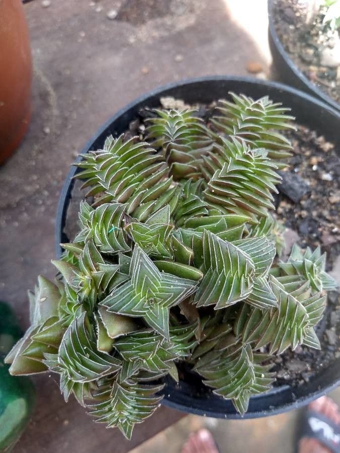 Crassula 15