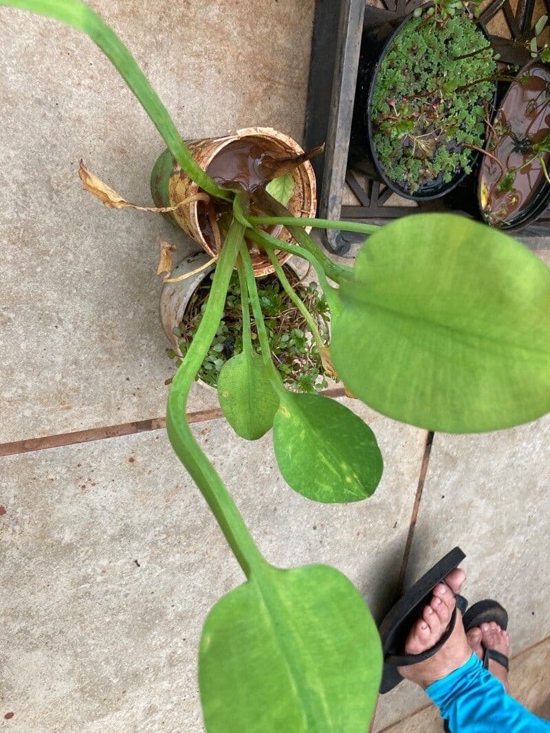 Limnocharis 9