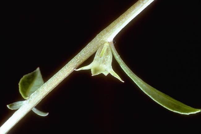 Ludwigia
