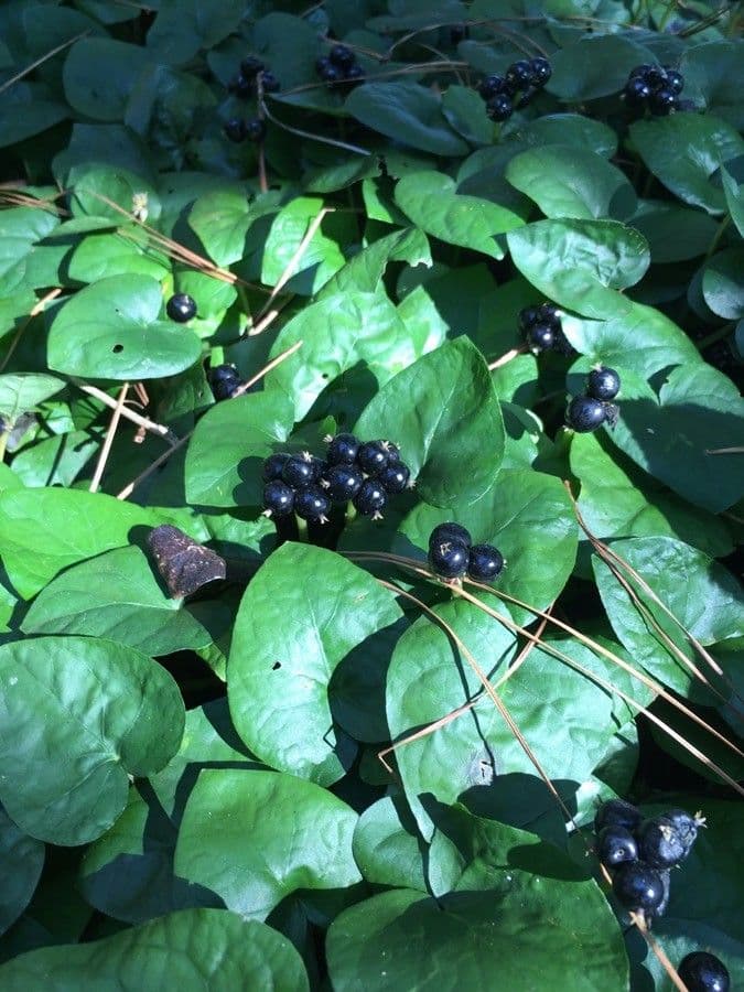 Geophila