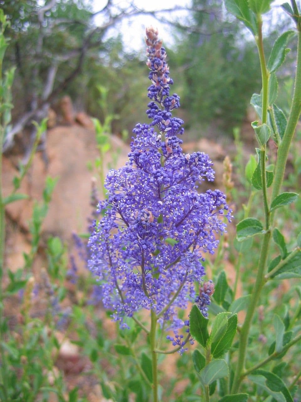 Ceanoto blu 2