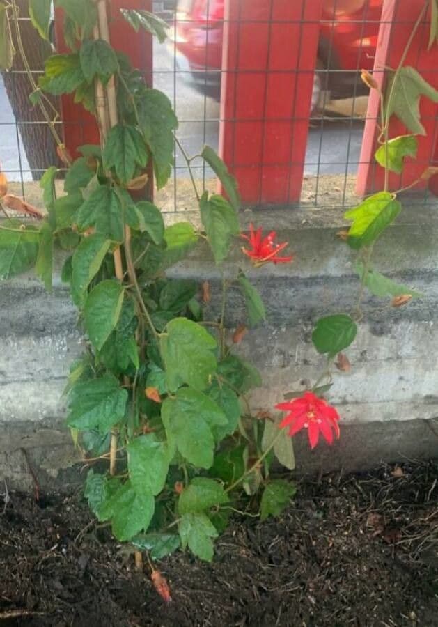 Perfumed passionflower 15