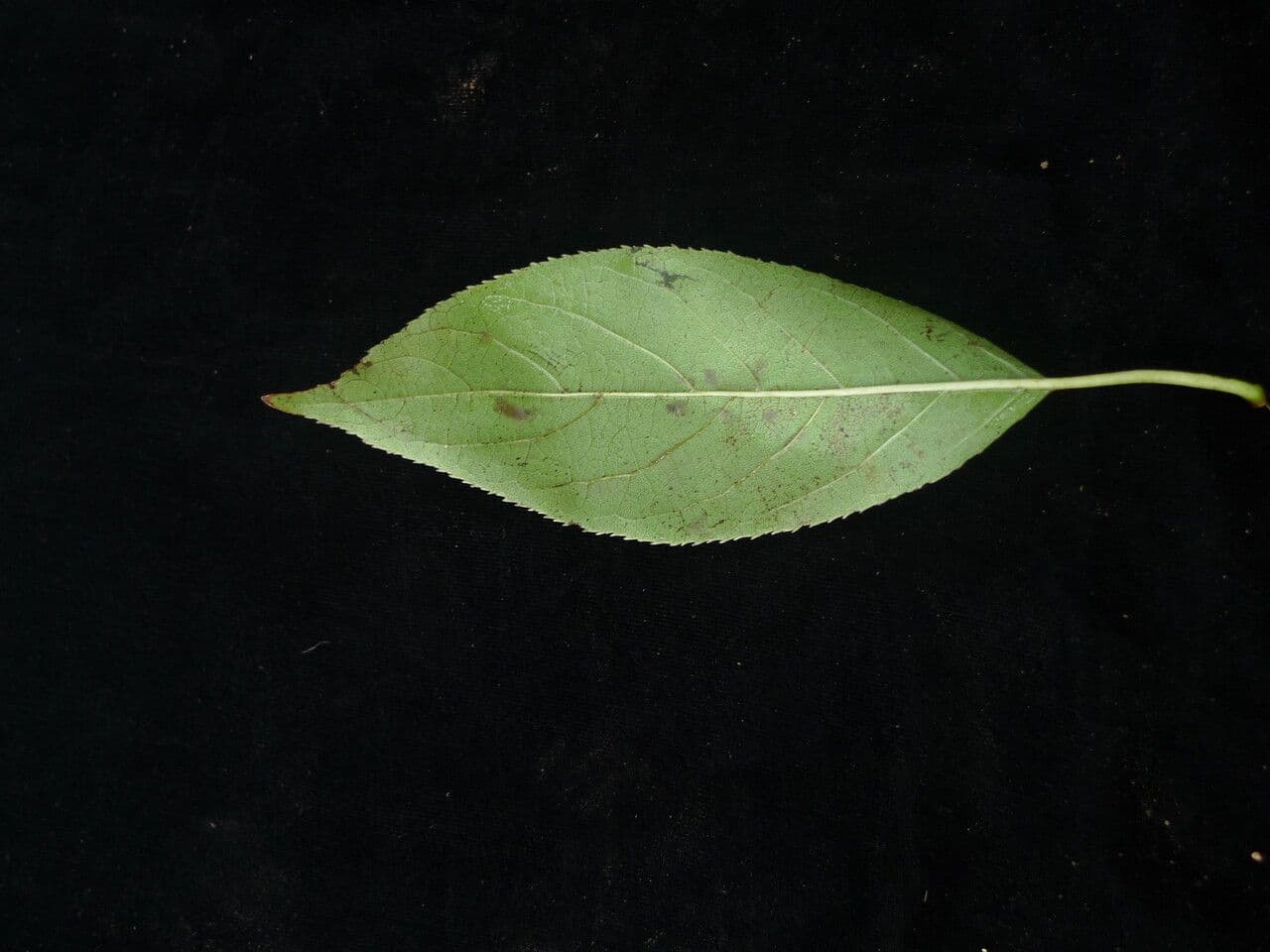 Ehretia acuminata 12