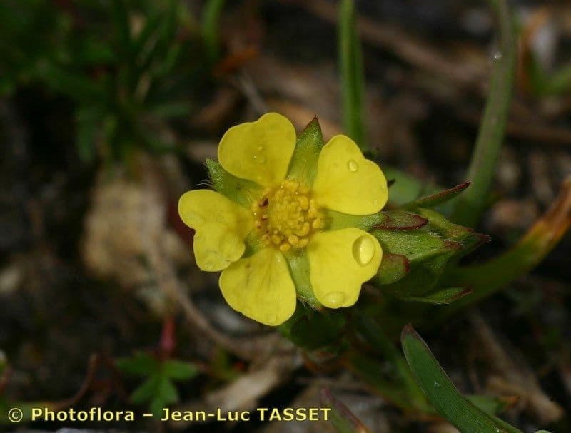 Potentilla multifida