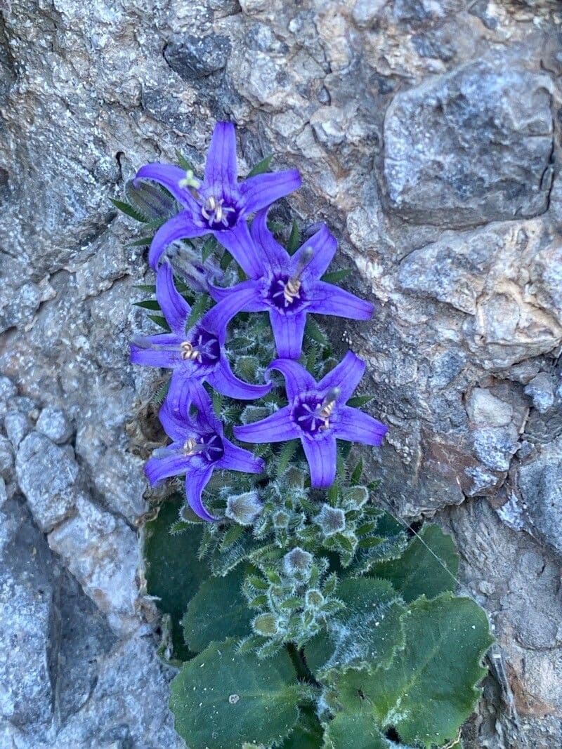 Campanula 5