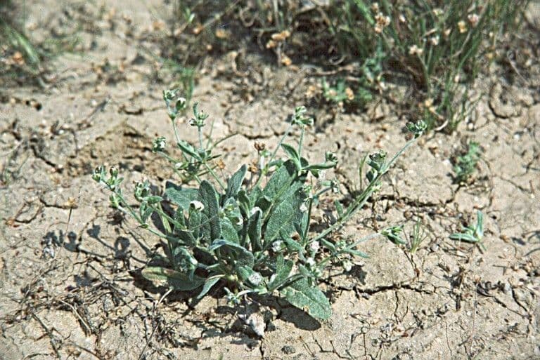 Eriogonum 5