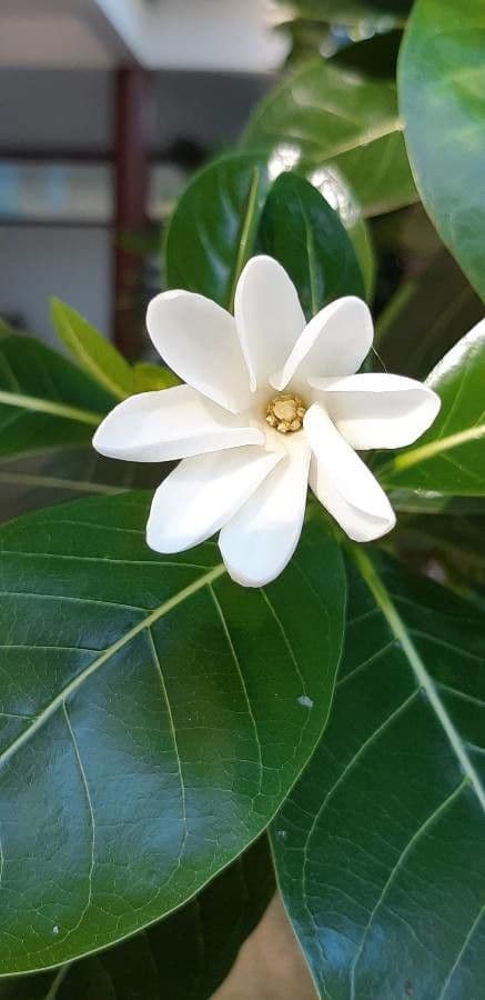 Gardenia tahitańska 4