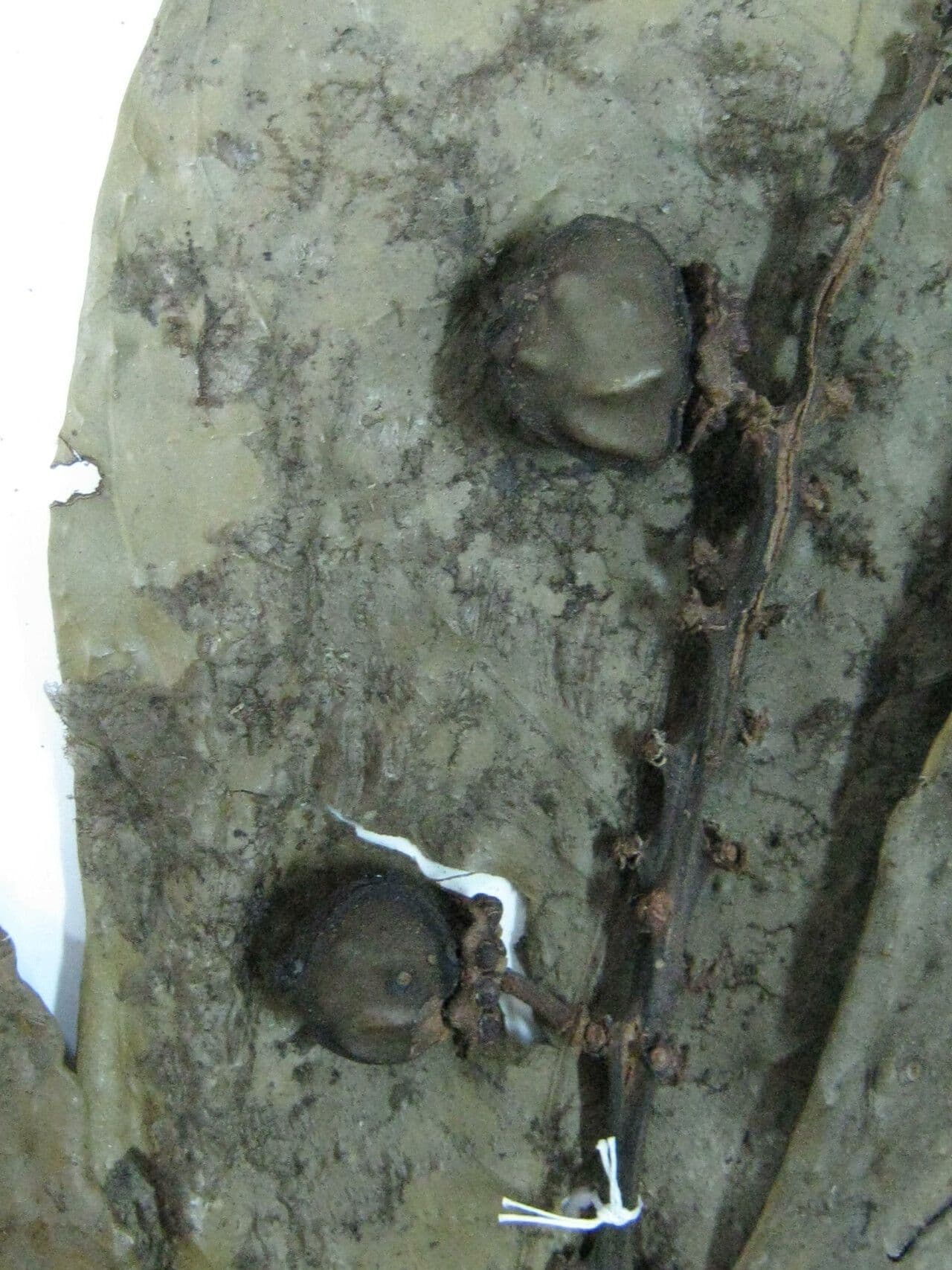 Byrsonima 5