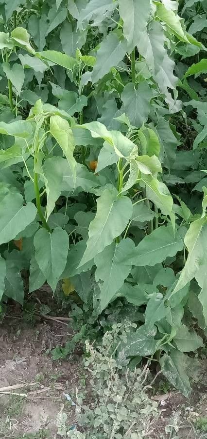 Ipomea carnosa 15