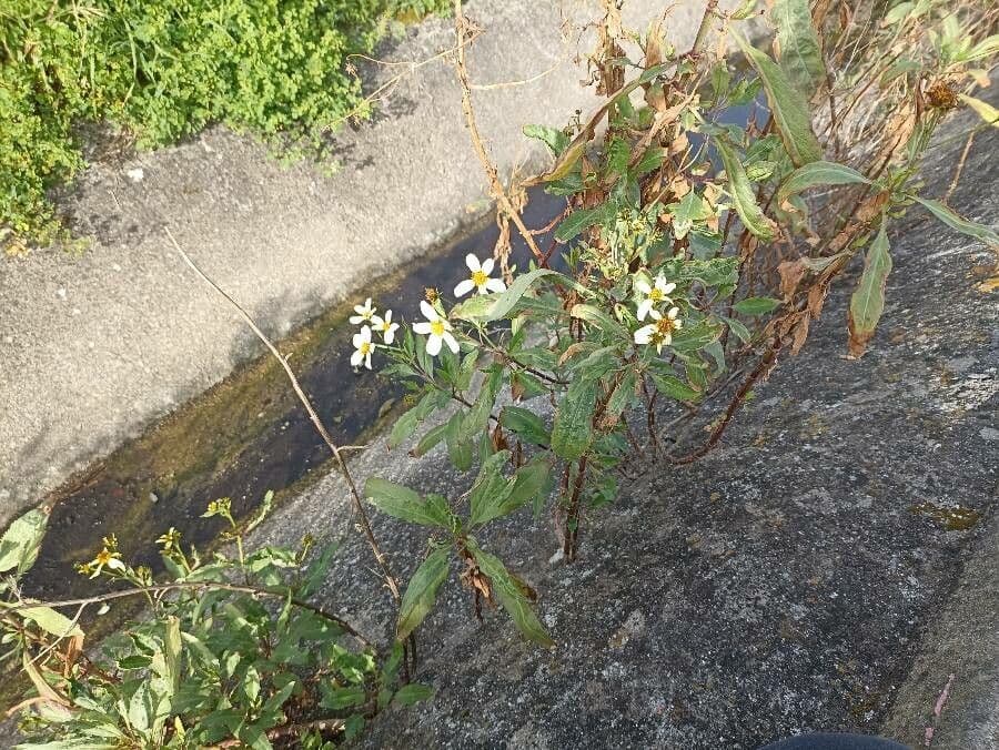 Bidens aurea 23