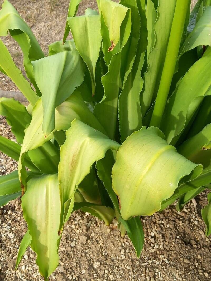 Eucomis 7