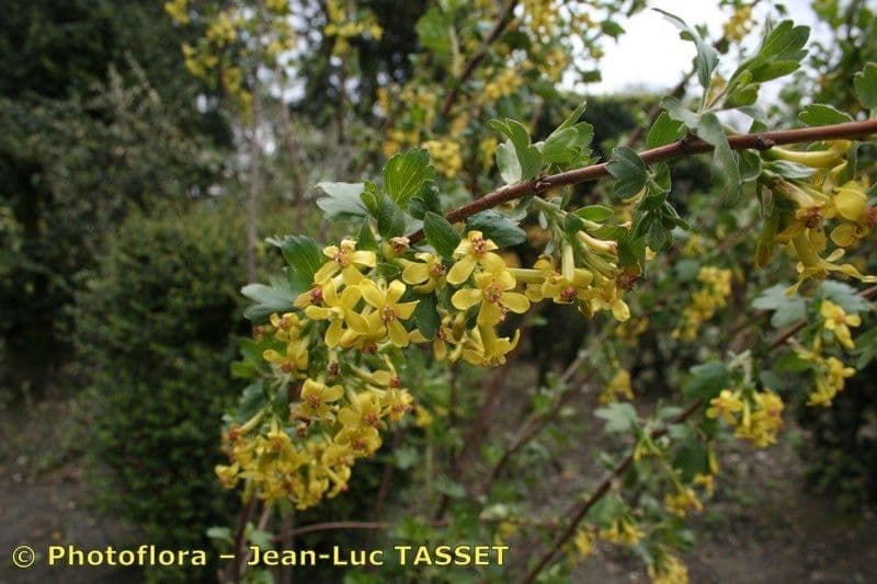 Ribes aureo 26
