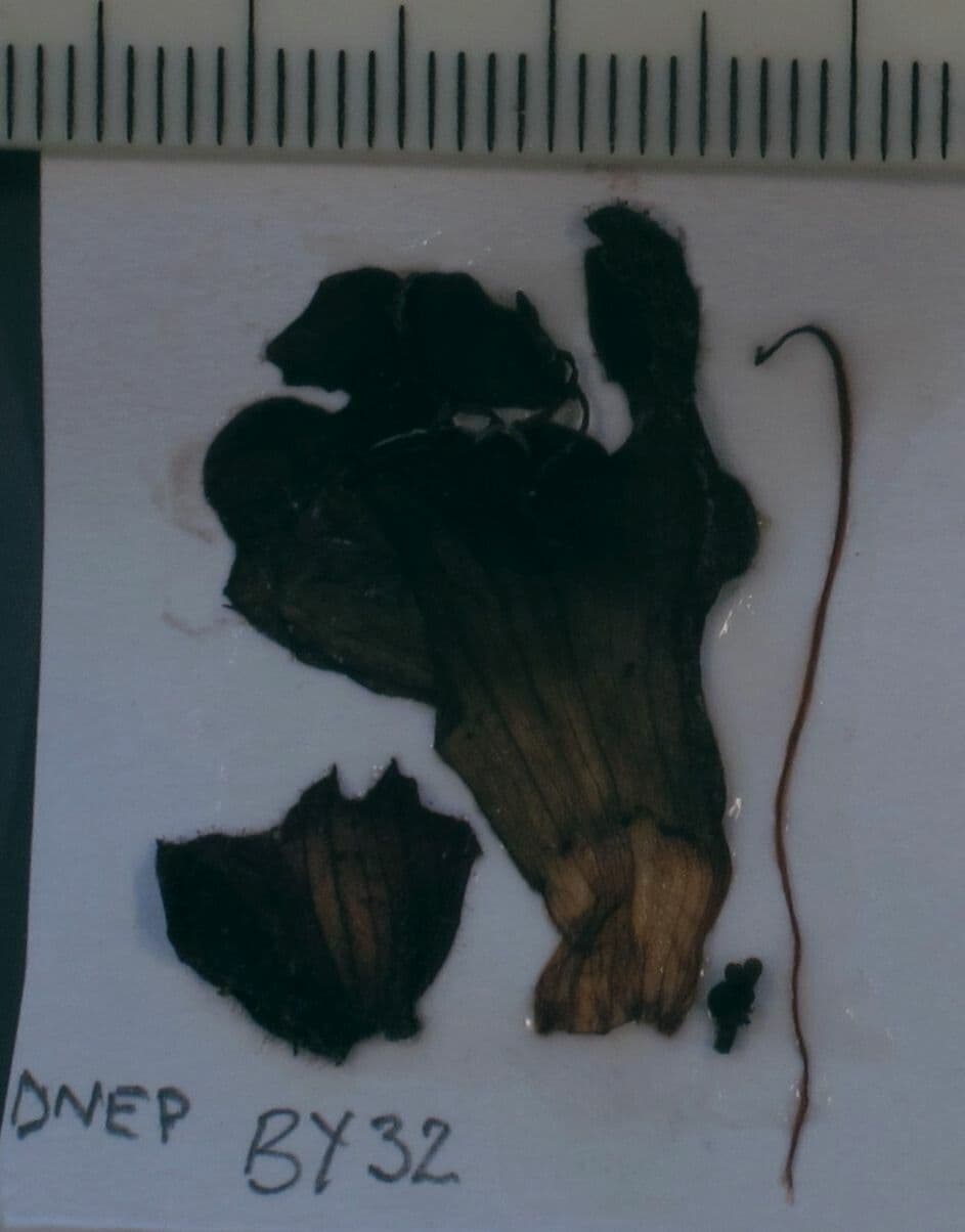 Salvia 5