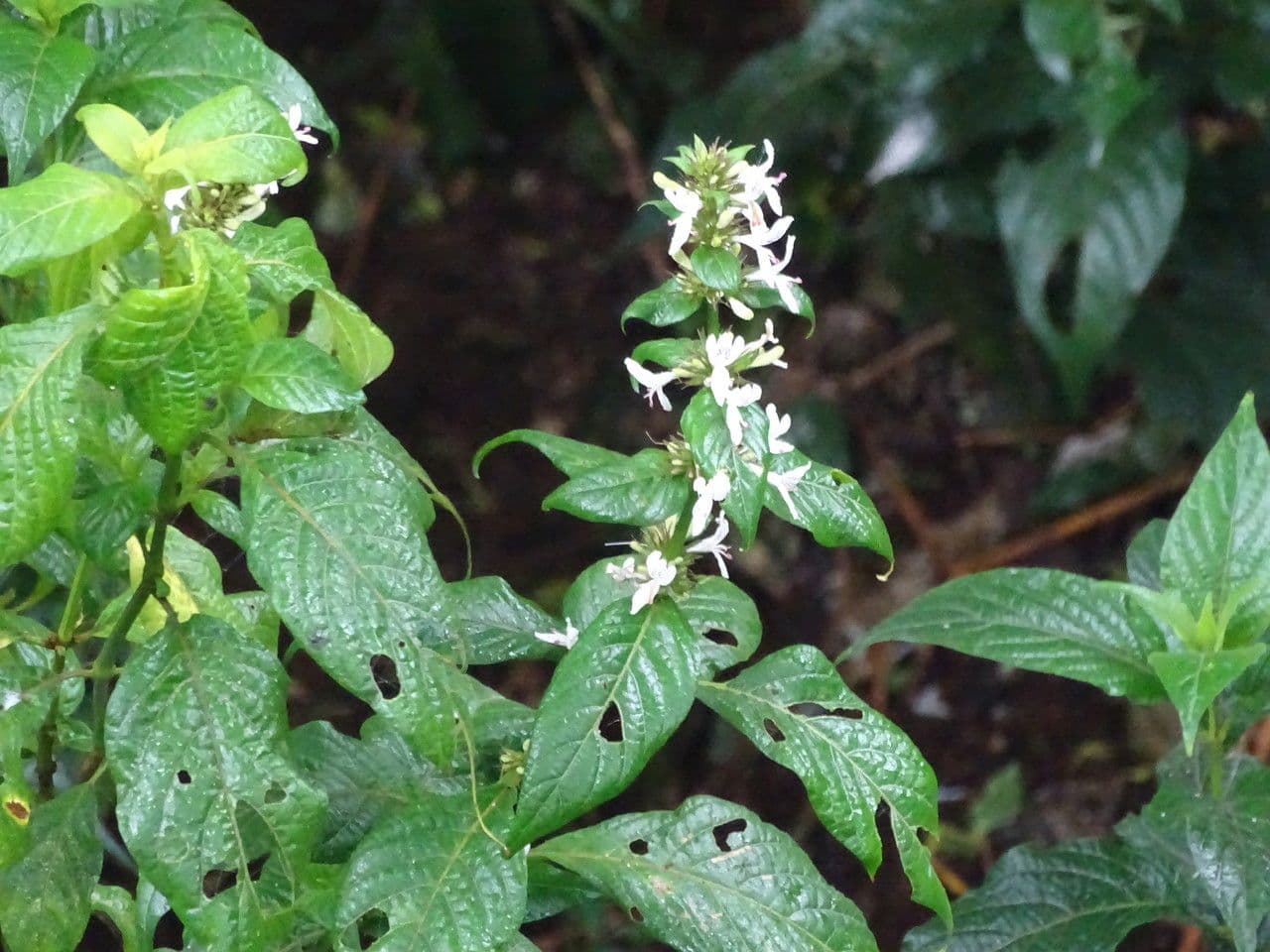 Hypoestes aristata 7