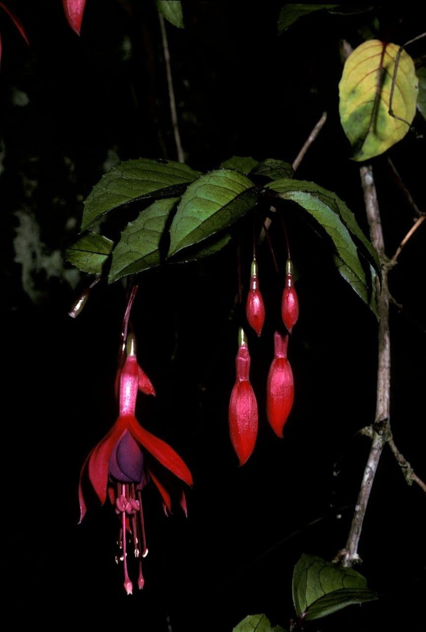 Fuchsia d'Exeter 2