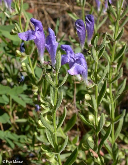 Scutellaria siphocampyloides 9
