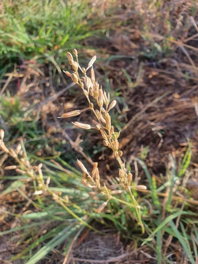 Chlorophytum gallabatense 7