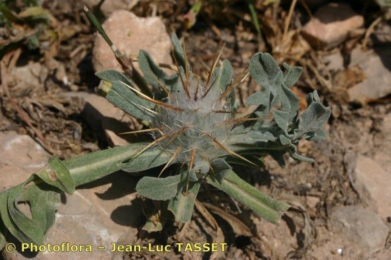 Zottiger Flockenblume 10